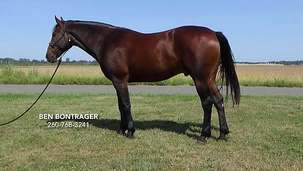 parade-cleveland-bay-horse