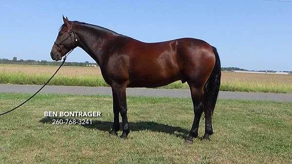 ranch-work-cleveland-bay-horse