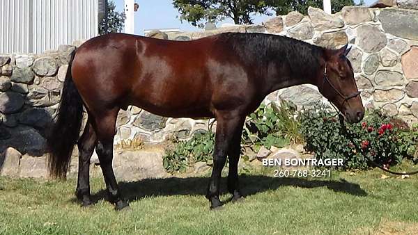 ridden-english-cleveland-bay-horse