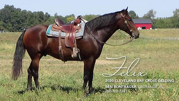 bay-cleveland-gelding