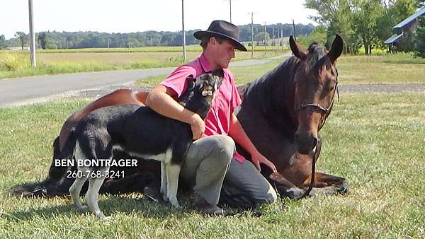 16-hand-cleveland-bay-gelding