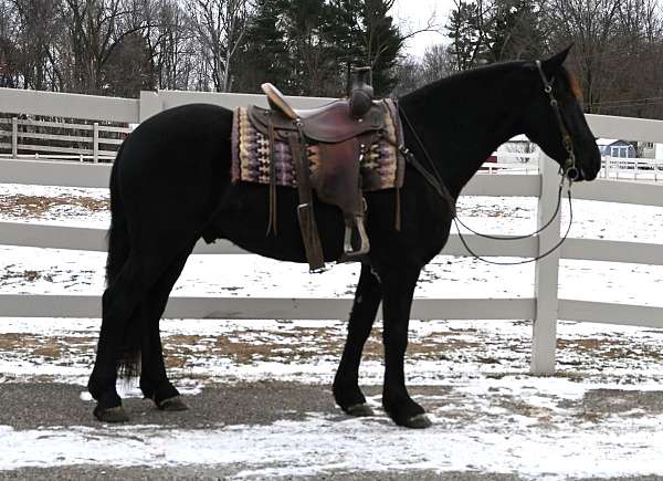 athletic-friesian-horse