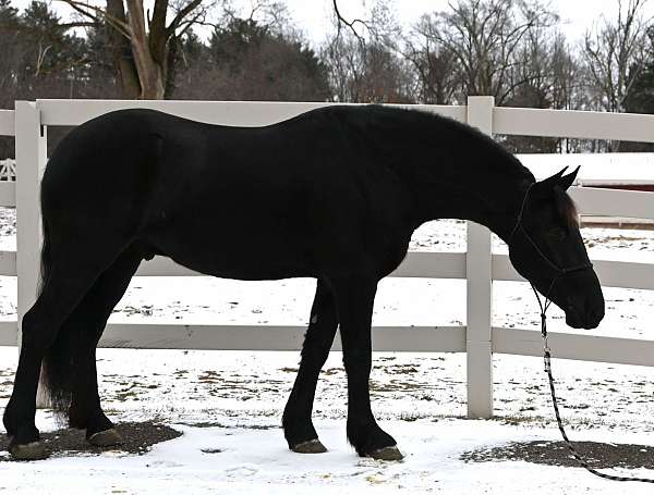 beginner-friesian-horse