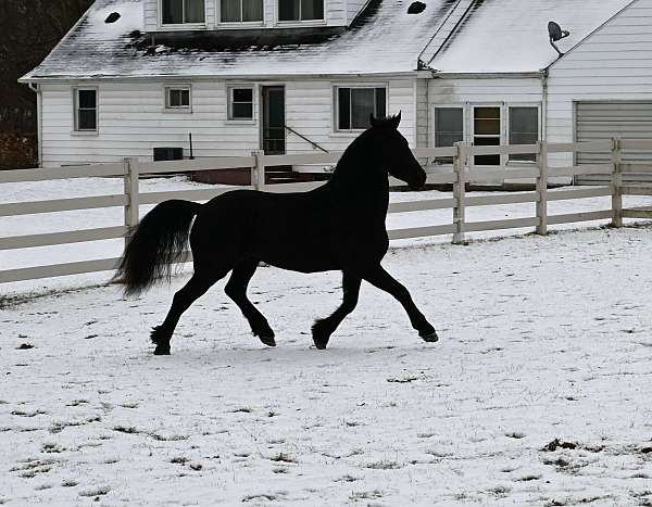 cross-friesian-horse