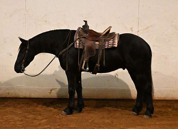 dressage-friesian-horse