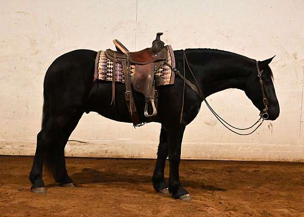 flashy-friesian-horse