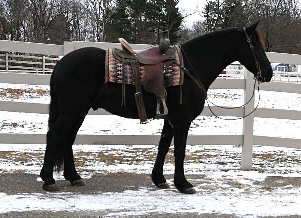 kid-safe-friesian-horse