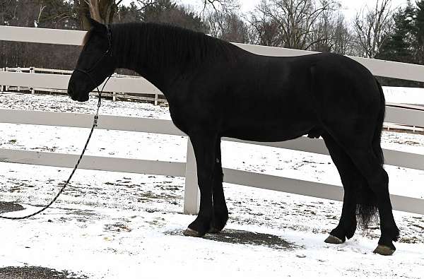 parade-friesian-horse