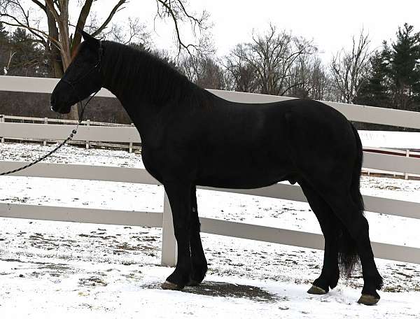 performance-friesian-horse