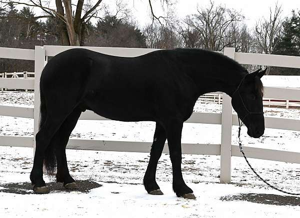 ridden-western-friesian-horse