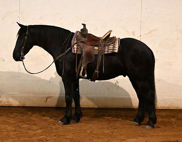 show-friesian-horse