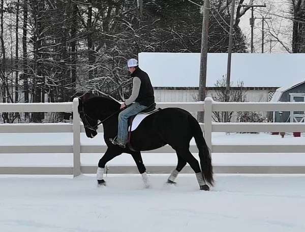 black-friesian-gelding