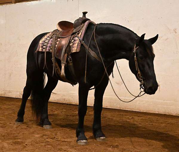 trail-riding-friesian-horse