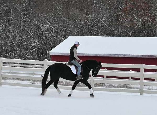 youth-friesian-horse