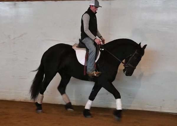 ridden-english-friesian-horse