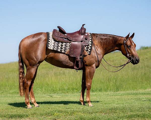 breeding-quarter-horse