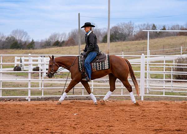 husband-safe-quarter-horse