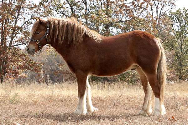 athletic-gypsy-vanner-pony