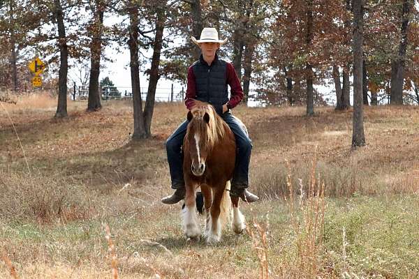 trail-riding-gypsy-vanner-pony