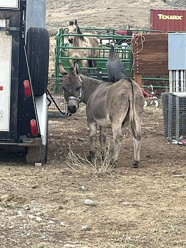 donkey-for-sale