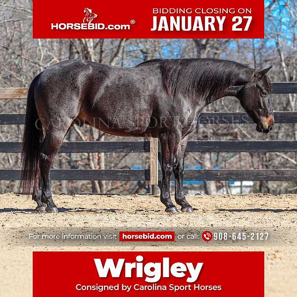 blue-roan-working-equitation-horse