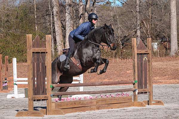 dressage-quarter-horse