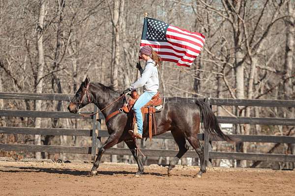 flashy-quarter-horse