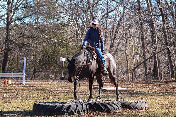 eventing-quarter-horse