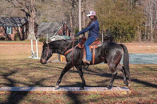 husband-safe-quarter-horse