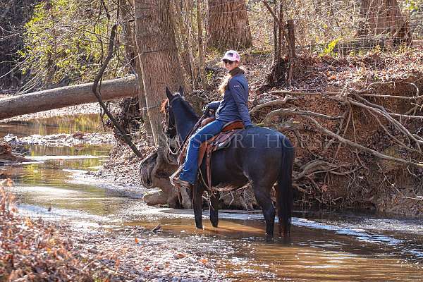 jumping-quarter-horse