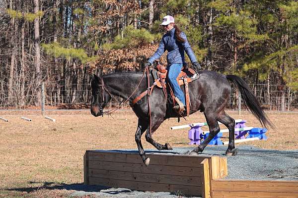 lesson-quarter-horse