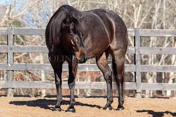 ranch-versatility-quarter-horse