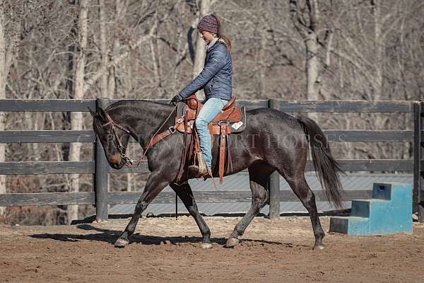 ranch-work-quarter-horse