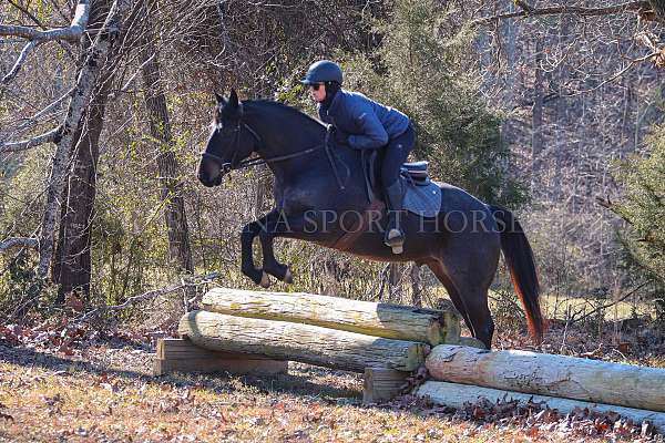 ridden-western-quarter-horse