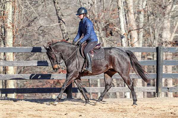 ridden-english-quarter-horse