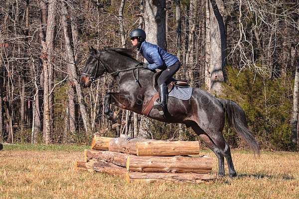 athletic-quarter-horse