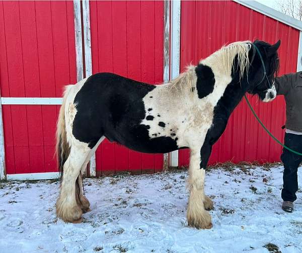 all-around-breeding-gypsy-vanner-horse