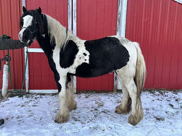 tobiano-gypsy-vanner-stallion