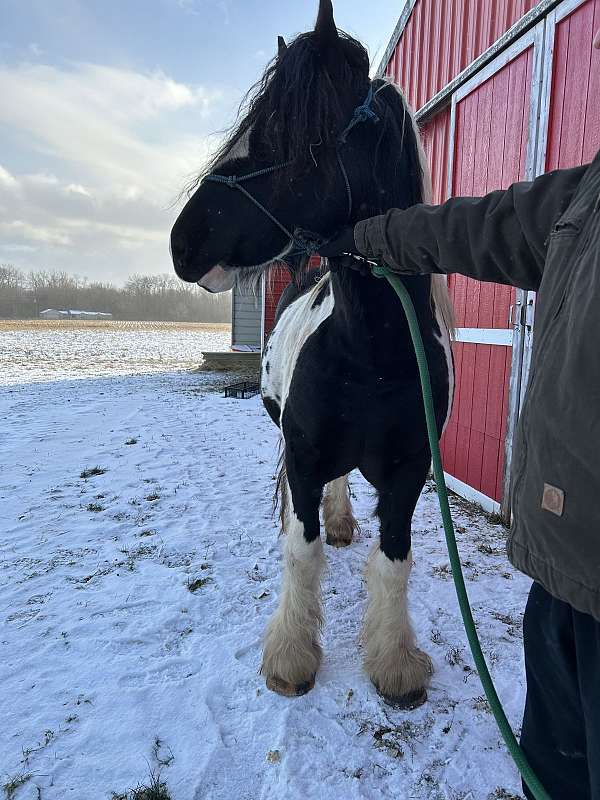 tobiano-all-around-breeding-horse