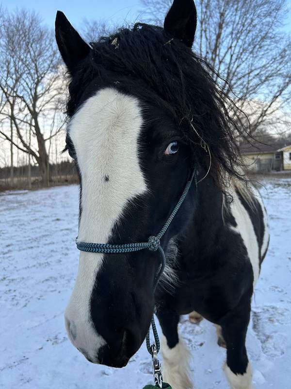 tobiano-gvhs-stallion