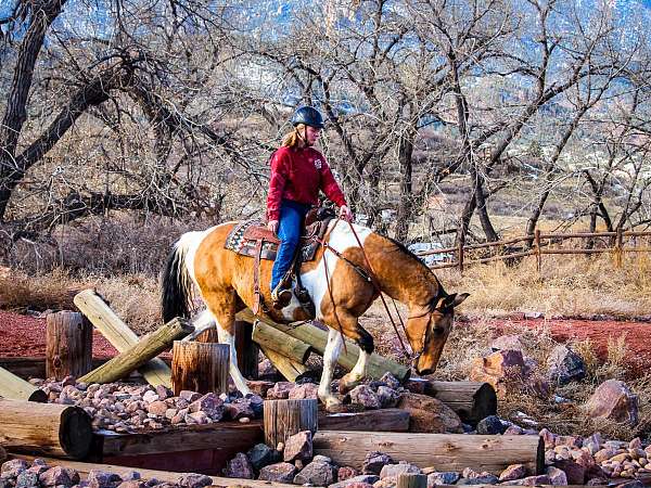 all-around-draft-horse