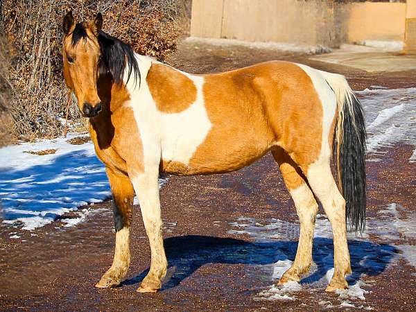 beginner-draft-horse