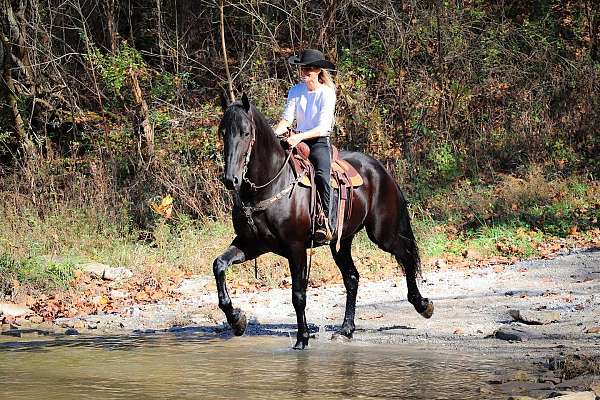 all-around-friesian-horse