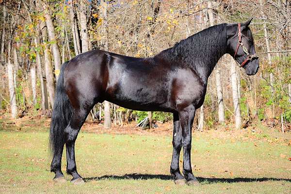 athletic-friesian-horse