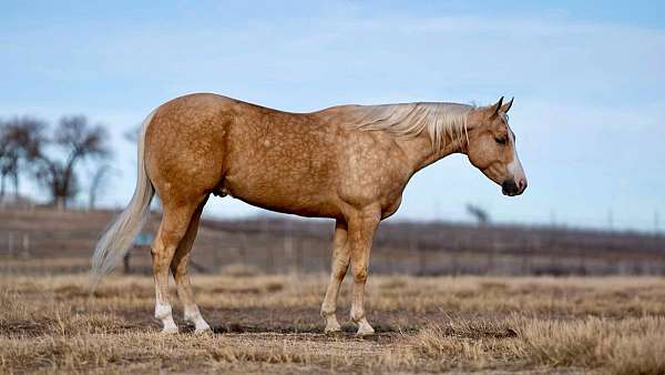 ranch-work-quarter-horse