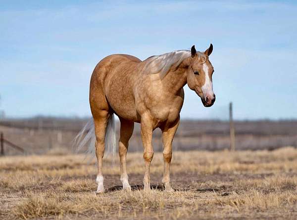 roping-quarter-horse