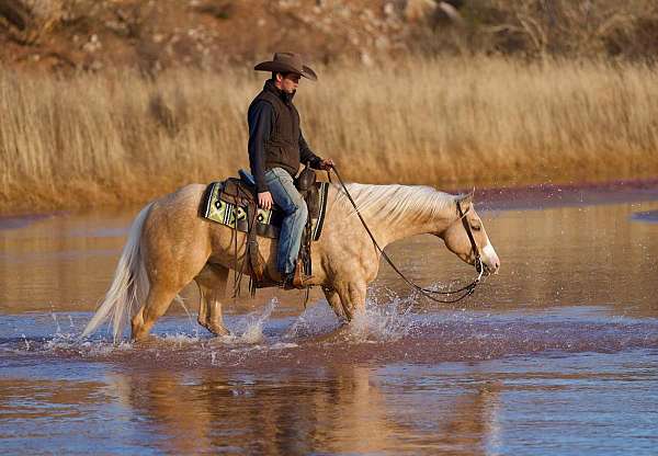 western-riding-quarter-horse