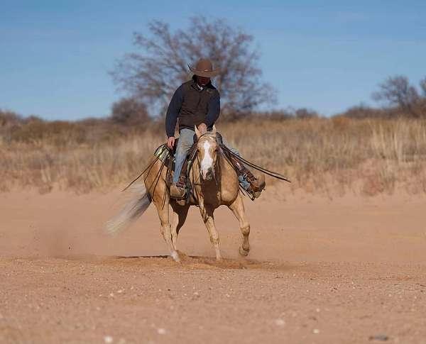 working-cattle-quarter-horse