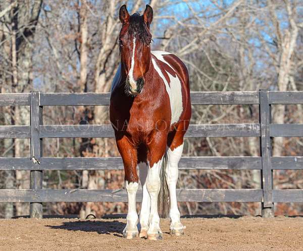 beginner-friesian-horse