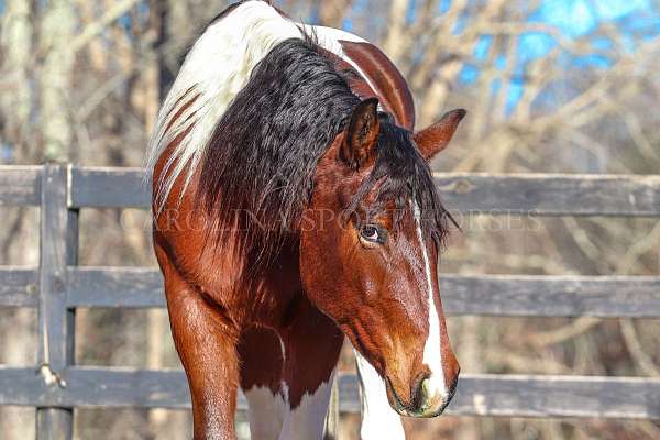 cross-friesian-horse